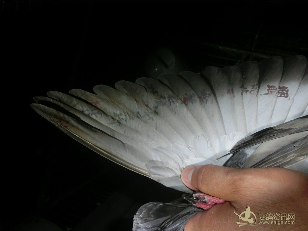 (红草)2013台湾南海秋季正4关台鸽