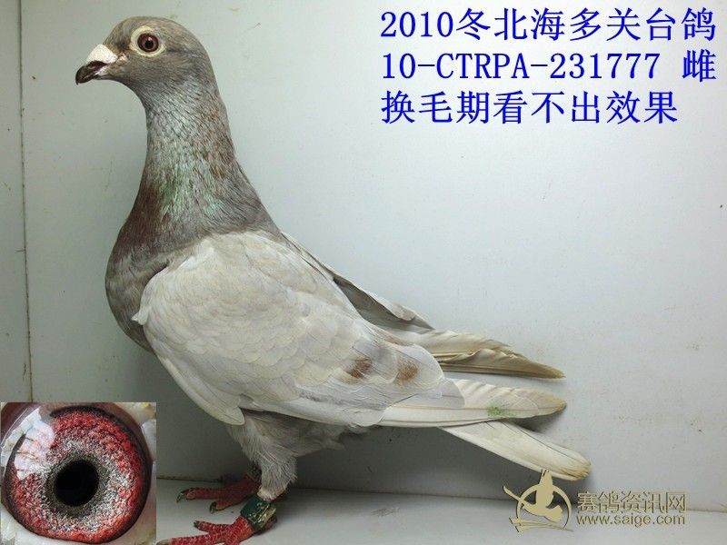 2010冬北海多关台鸽靓码银狐