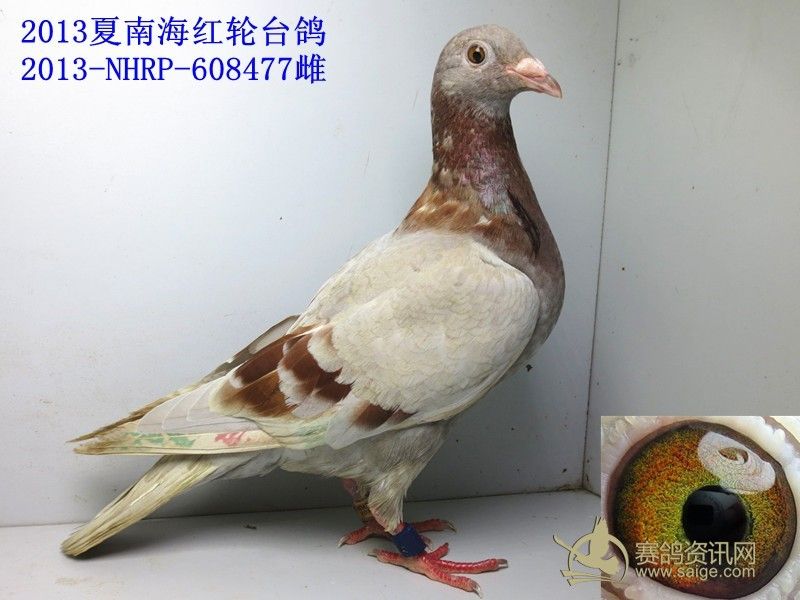 102年夏南海石板台鸽红台鸽