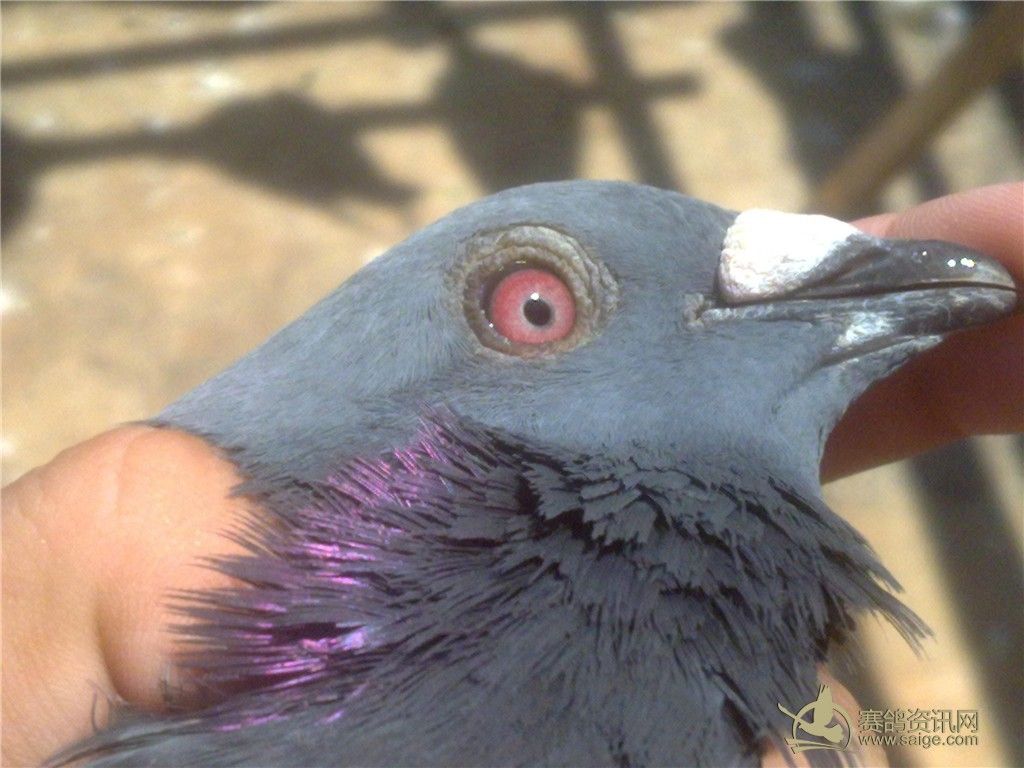 凯翔鸽店_鸽友留言