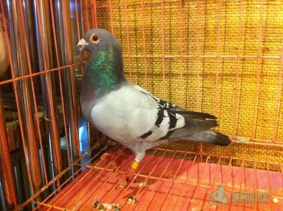 上海《永胜鸽舍-杨林彪》纯灰 牛眼 无白爪 尽