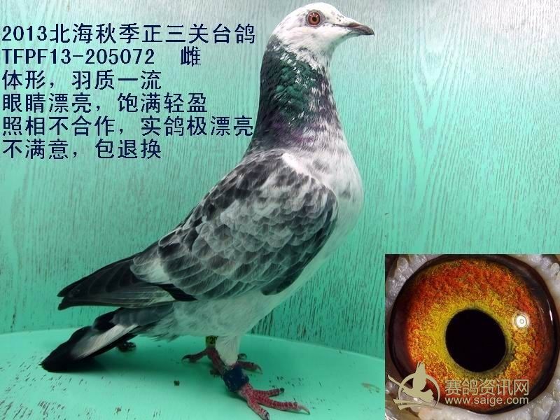 13秋季北海精选麒麟花台鸽5羽敬请关注