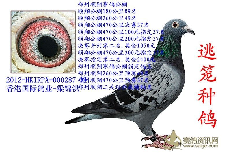 (红草)新到香港国际鸽业逃笼成绩鸽- 粱锦洪 (高