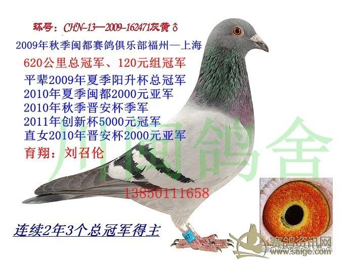 川闽鸽舍[刘召伦]日和赛鸽俱乐部千元环[己售]
