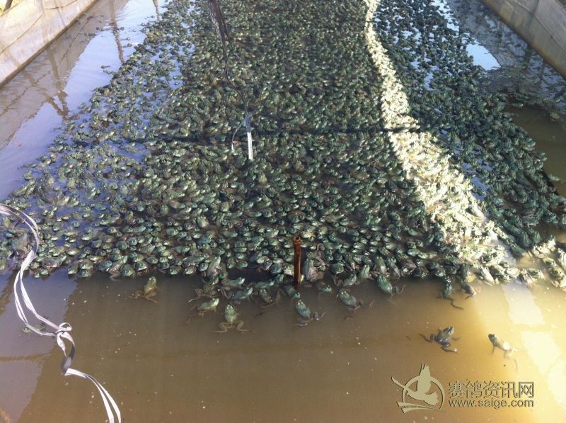 樟林古港信鸽协会2013年秋赛福清站比赛常规