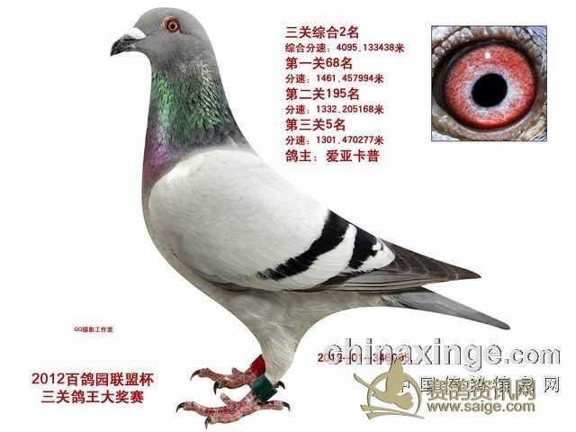 北京爱亚卡普王志军送13年尼尔森春棚决赛鸽