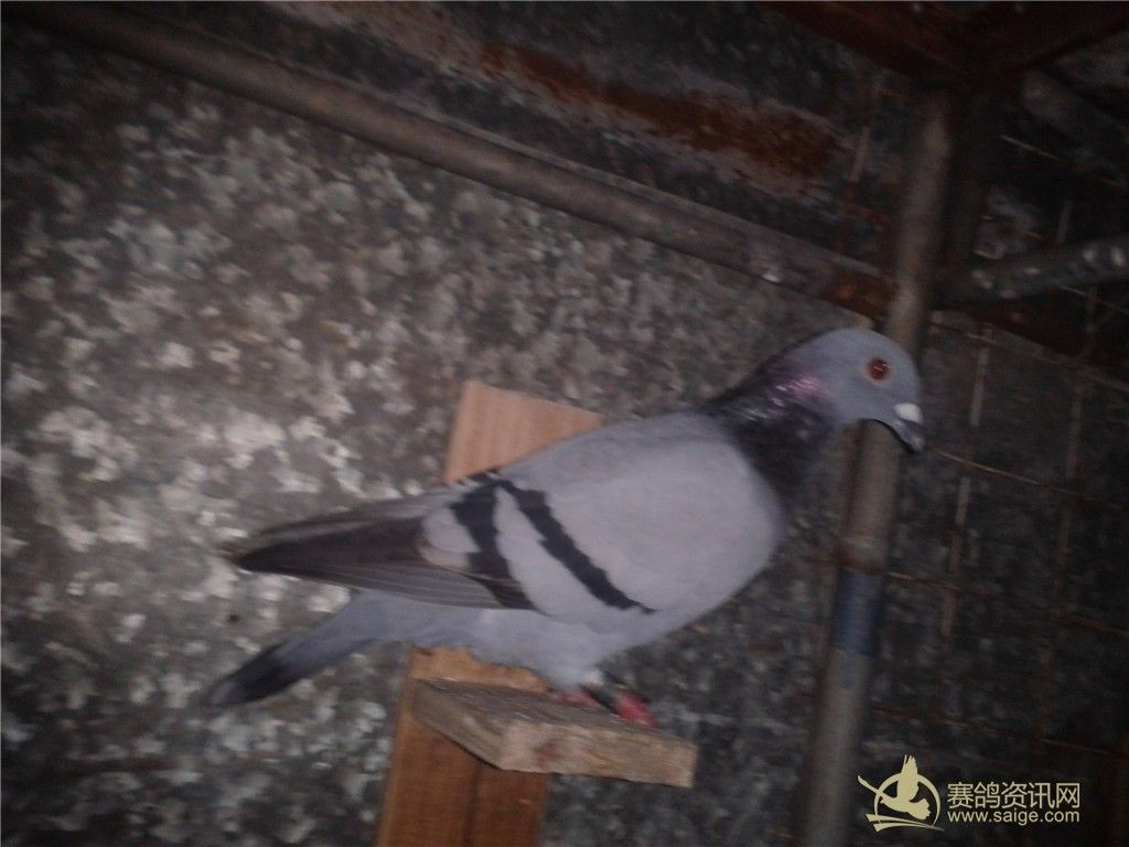 13[潮南秋冬]潮阳常胜冠军[吴作伟]_赛鸽资讯网