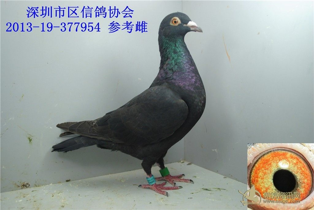 (红草)新到深圳市区信鸽协会纯黑赛鸽 (已出售