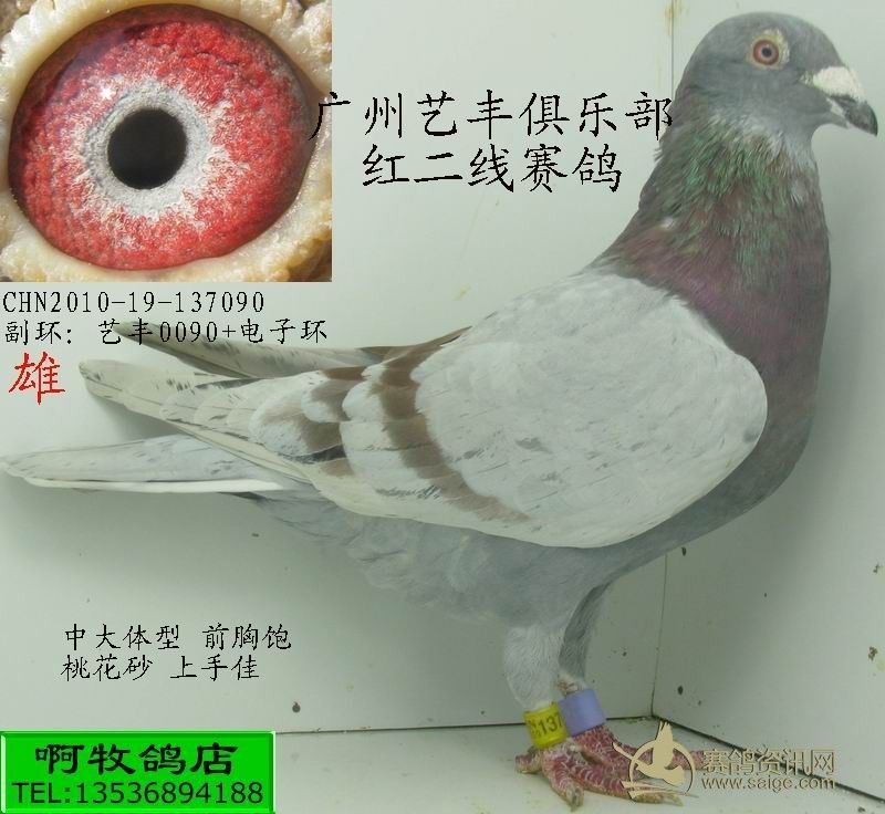 广州艺丰俱乐部赛鸽(红二线)已经出售