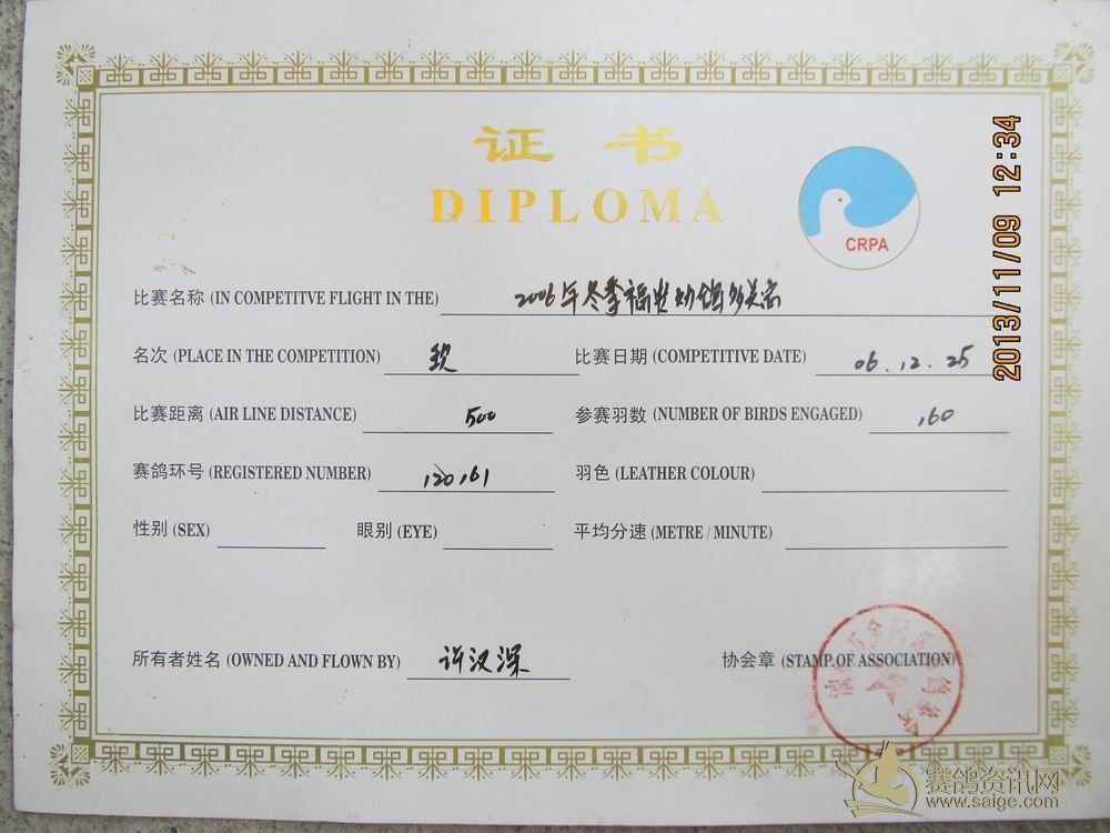 澄海名家许汉深极品点眼丛种鸽