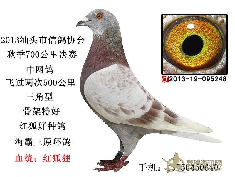 新到!海霸王赛汕头市信鸽协会700公里中网鸽!