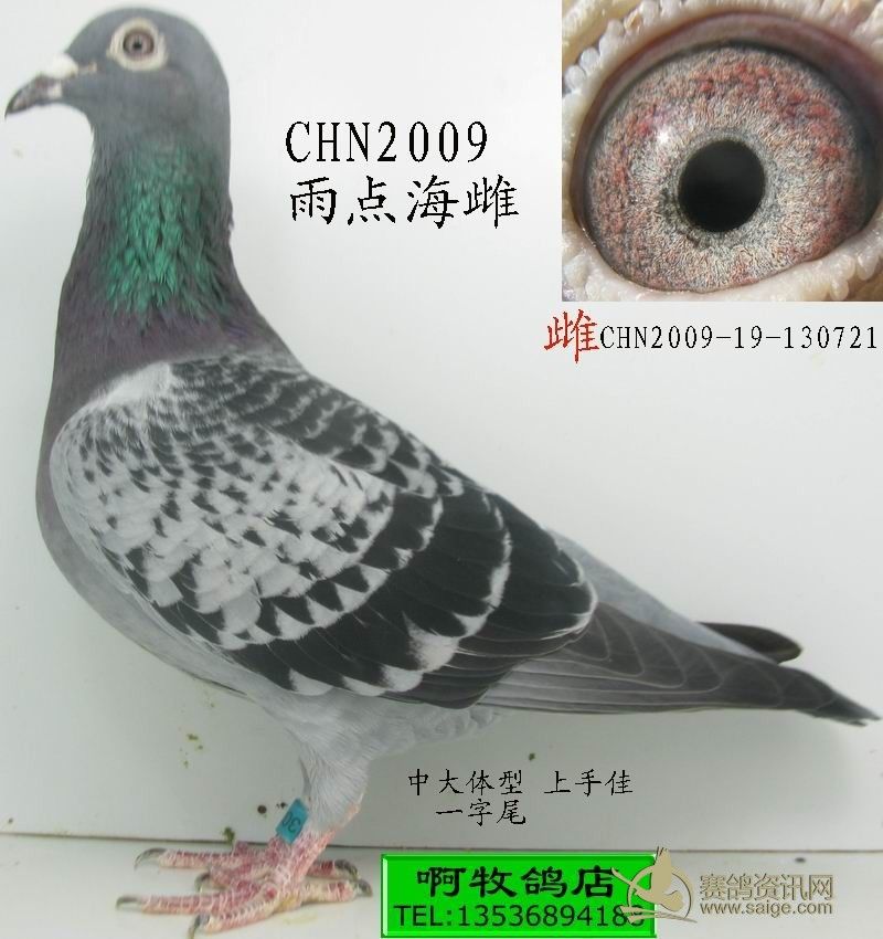 2009雨点砂海雌
