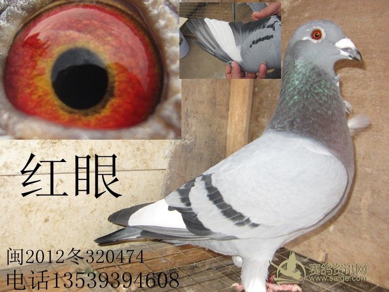 漂亮白条花鸽多羽