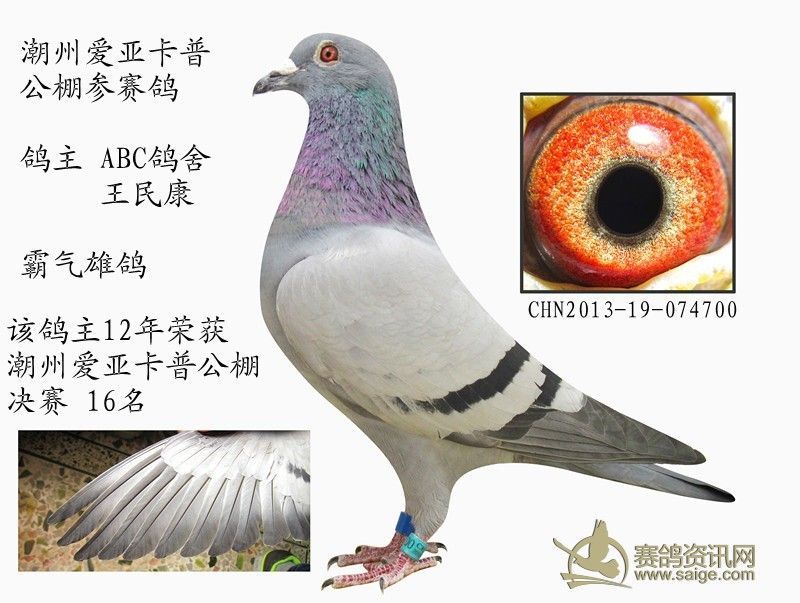 深圳abc鸽舍 王民康 潮州爱亚卡普公棚参赛鸽 有图