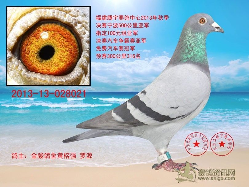 福建腾宇赛鸽中心第四届秋季决赛获奖鸽照片(1-50名)