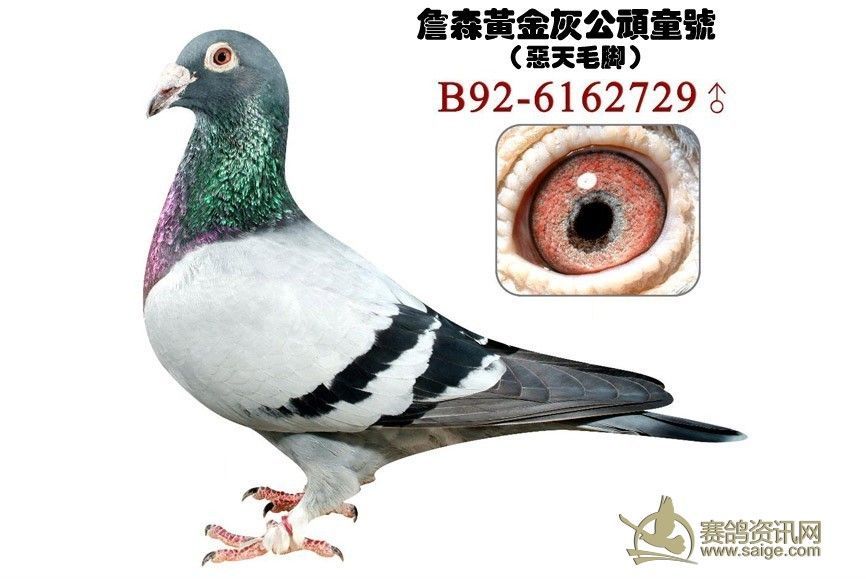 019孙_赛鸽资讯网商城