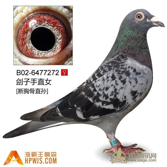 断胸骨孙(刽子手直孙)