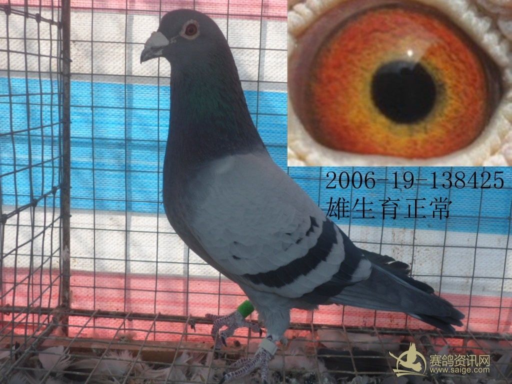 汕头名家邱孙子(子代发挥多羽)已售_赛鸽资讯