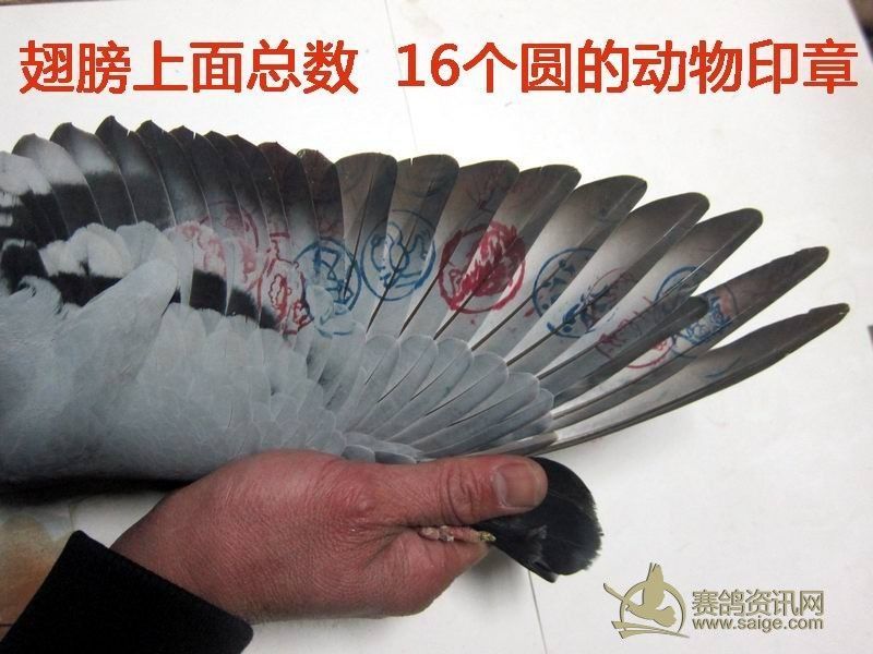 13冬季北海 正五关(1) 台鸽,敬请关注!
