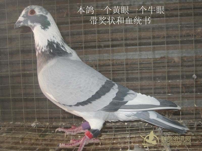 香港鸽子房多少钱一平 c9770945-7a8b-4f34-8bc1-440bcbfbf1ec.jpg
