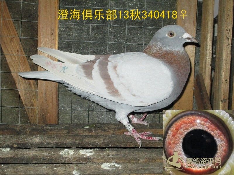 ͼתù鳲 ߴ ʯ 䳱14()
