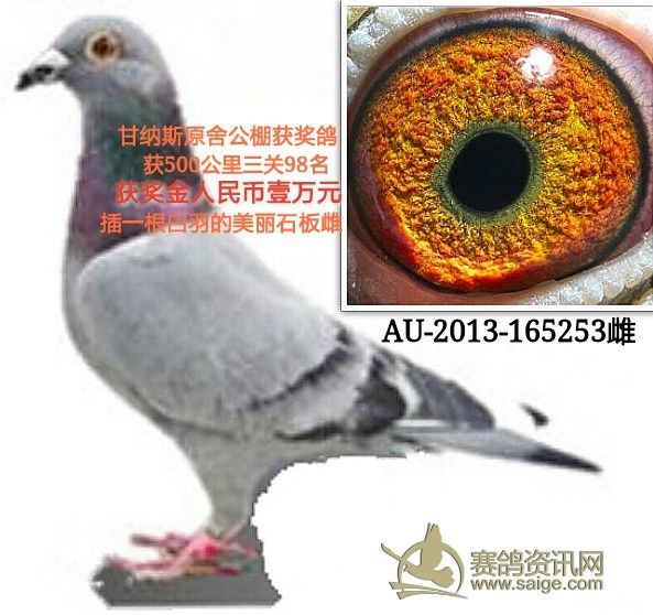 2014纯詹森原棚子代,比利时原环赛绩鸽,海霸王詹森原棚鸽作出幼鸽特价