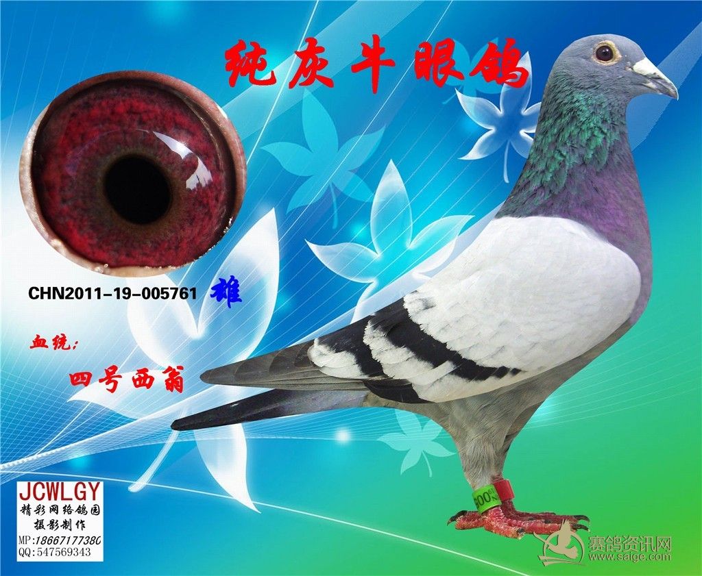 超级种鸽眼图集欣赏_藏经阁_赛鸽资讯网