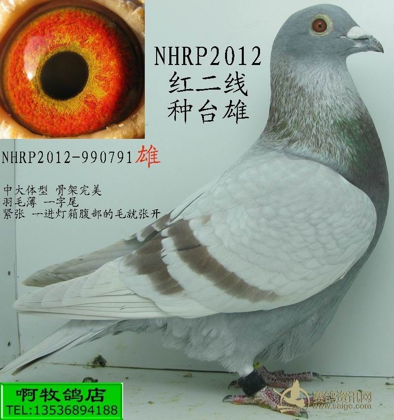 nhrp2012红二线种台雄