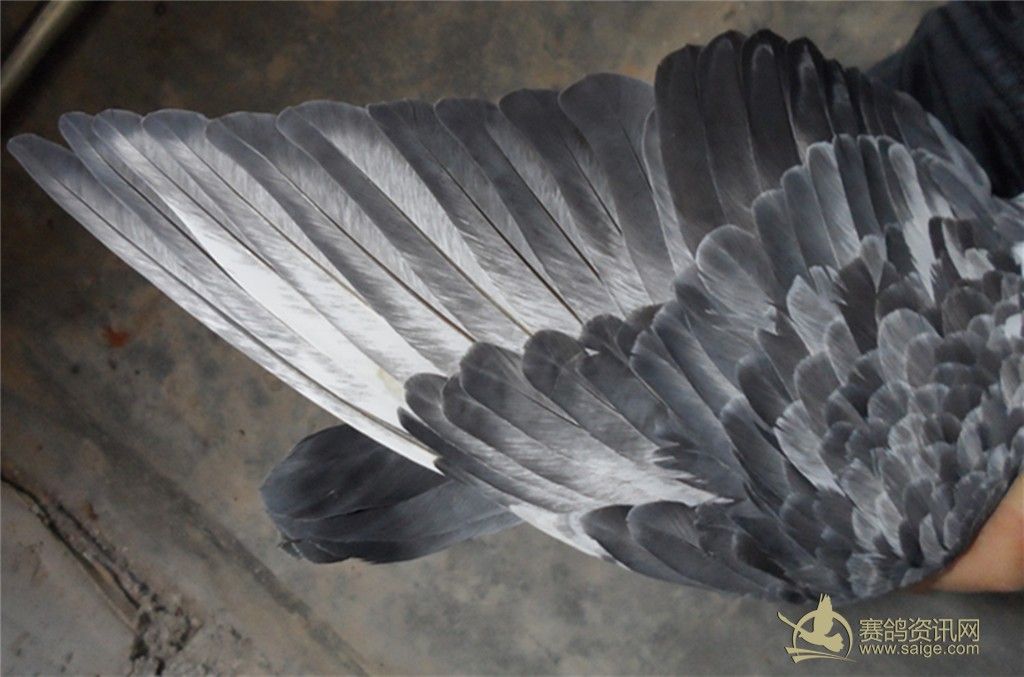 灰蝴蝶和黑麒麟花_赛鸽资讯网商城