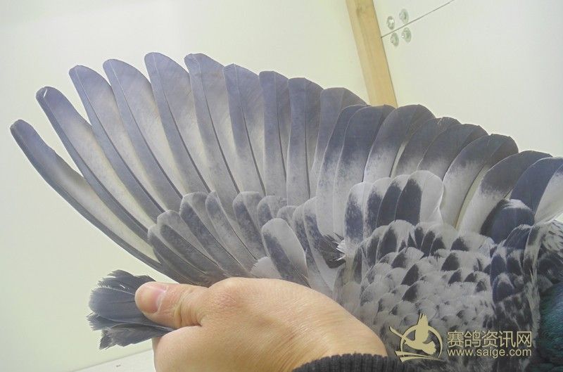 潮南名家 陈文光_赛鸽资讯网商城