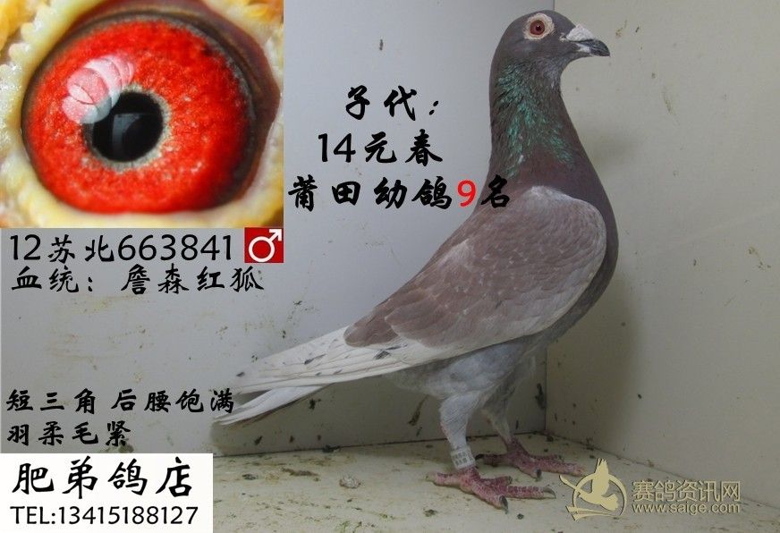 详情介绍                               鸽子名称:詹森红狐