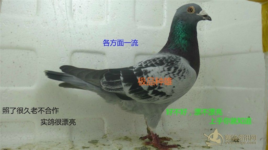 朋友寄售--中美格林北京代理鸽舍种鸽。有图。