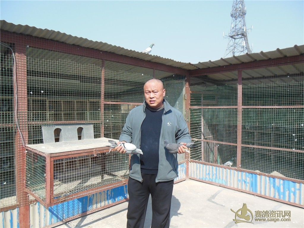 河北博冠赛鸽俱乐部第二关300公里比赛验棚(图)