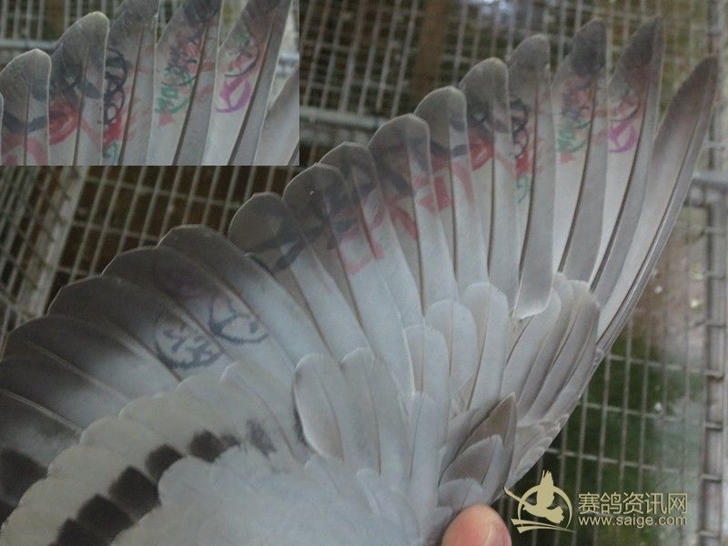 103春南海正三关台鸽063