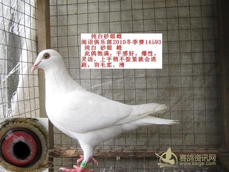 信鸽商城 店铺动态