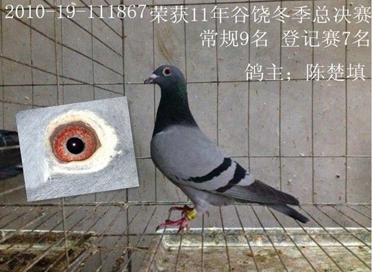 刚到潮阳谷饶陈楚填500公里总鸽9名登记赛7逮住苍蝇攥出屎来书法图片