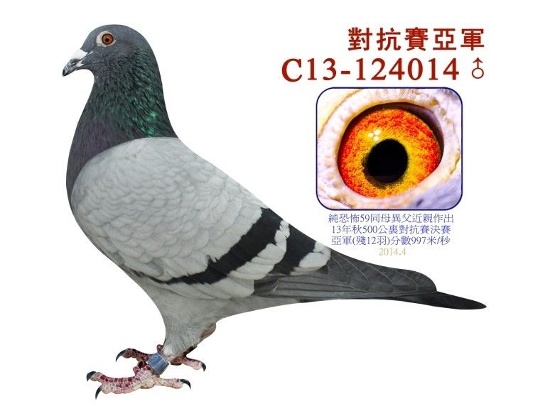 恐怖59亚军_铭鸽_赛鸽资讯网