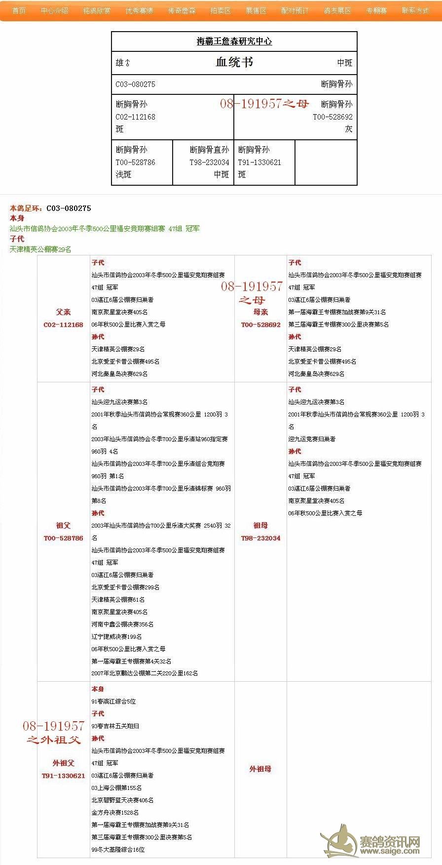 海霸王詹森种鸽-97年比利时kbdb鸽王曾孙/98年荷兰奥尔良第七区冠军直