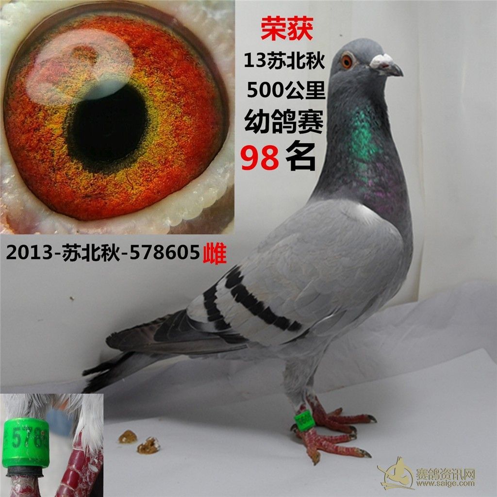 500公里幼鸽赛成绩鸽_赛鸽资讯网商城