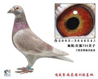  育种配对"秘籍"之绛色鸽>不错