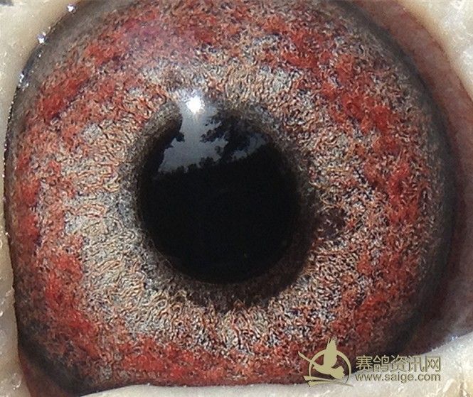 香港名家-刘二章(公棚鸽)_赛鸽资讯网商城