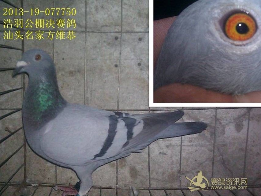 汕头名家方维恭_赛鸽资讯网商城