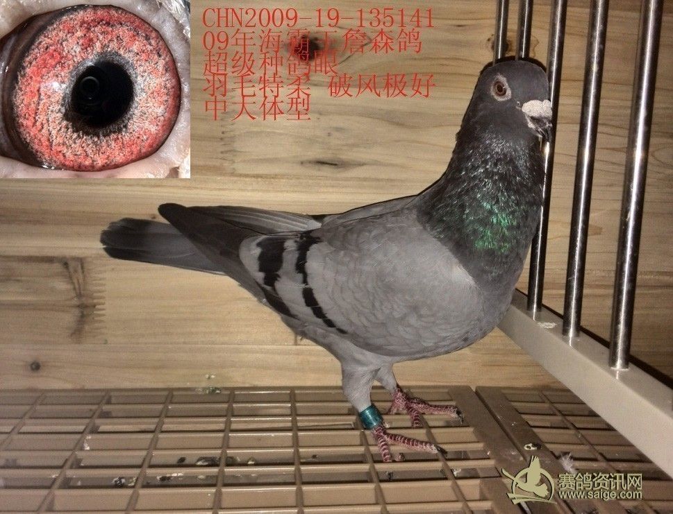 怎么抓鸽子的好方法 afbf400a-7f2a-4d29-8331-ce805c0f601a.jpg