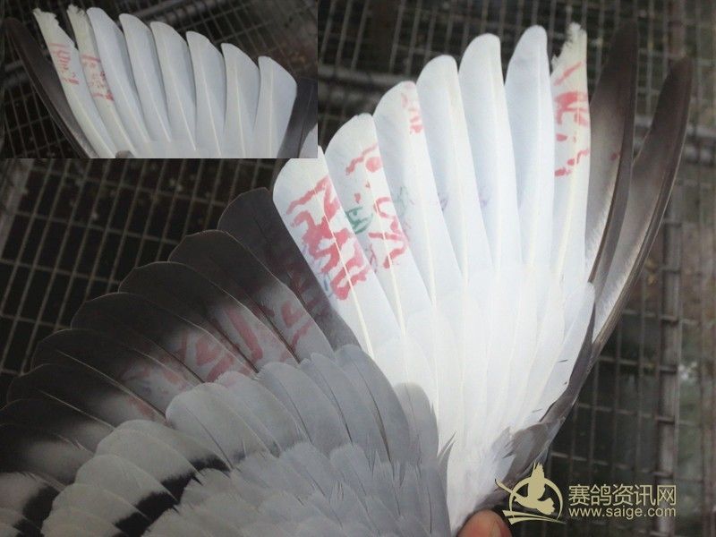 正三关台鸽