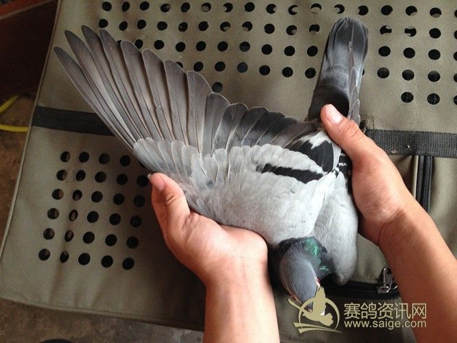 闽南幼鸽赛 是一羽好副鸽 有图有真相 敬请关注