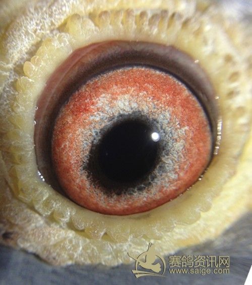 闽南幼鸽赛 是一羽好副鸽 有图有真相 敬请关注