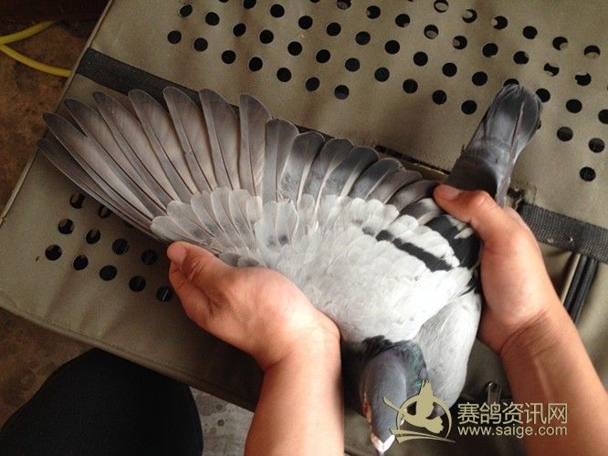 闽南幼鸽赛 是一羽好副鸽 有图有真相 敬请关注