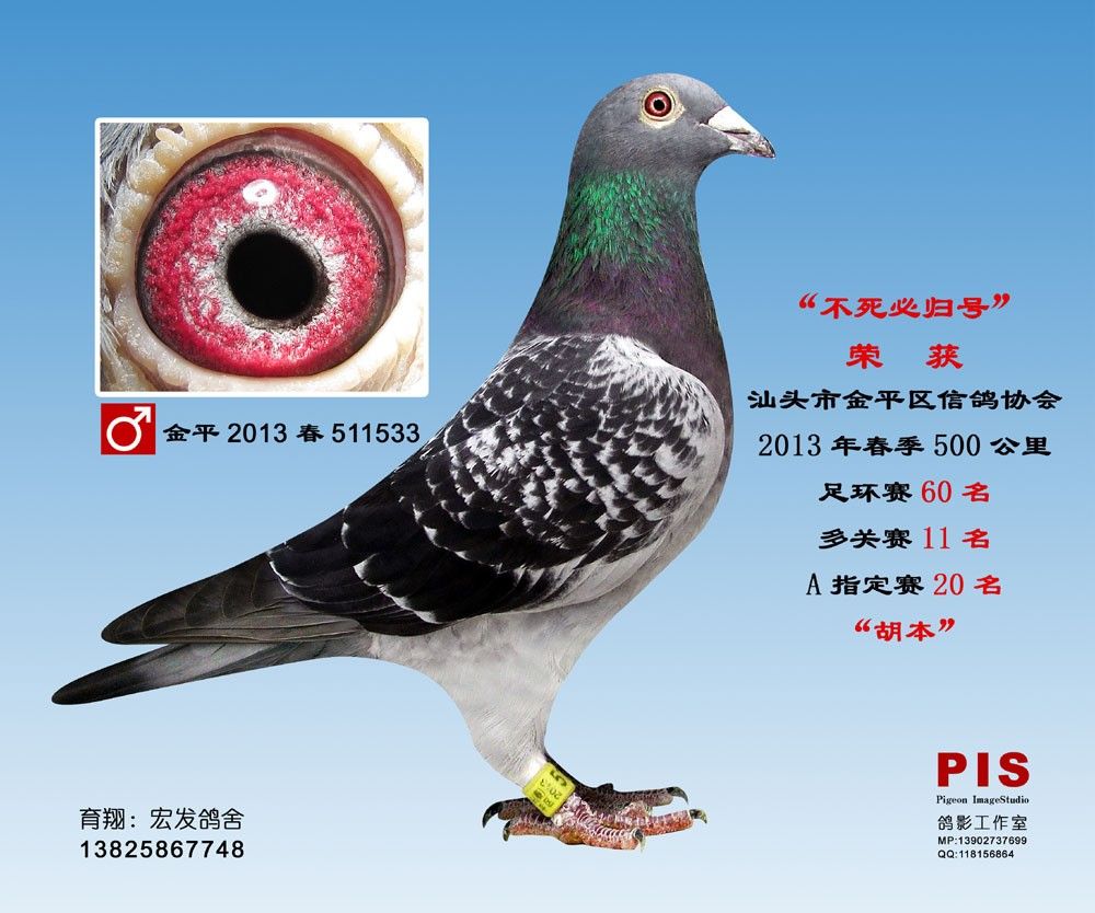 ��ƽ2013��511533��