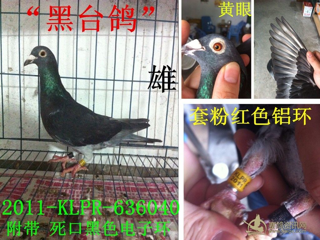 刚到一羽黑台鸽klpr636040雄靓货有图已售