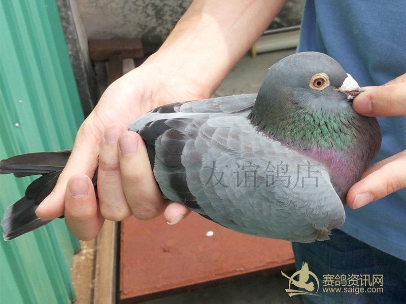 一羽珍藏多关石板台湾鸽子-----友谊鸽店-已售_赛鸽资讯网商城